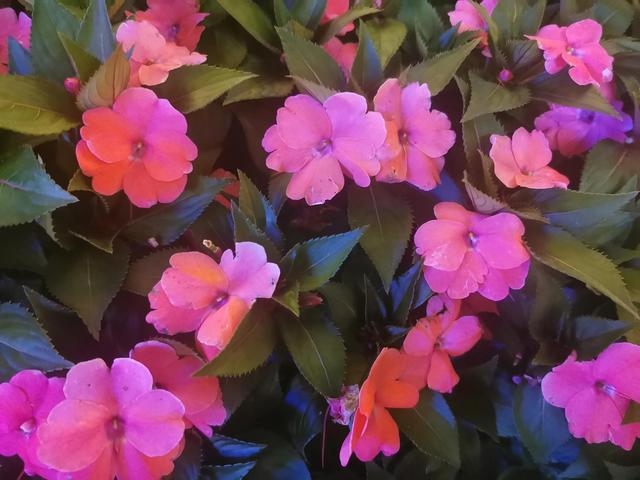 关于教师节的古诗，关于教师节的古诗七言绝句（七绝<平水韵>：教师节思师恩）