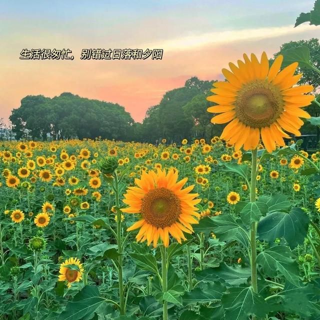 动漫海边（向日葵）少女，微信头像，动漫海边（向日葵）少女（听说每个喜欢向日葵的女孩）