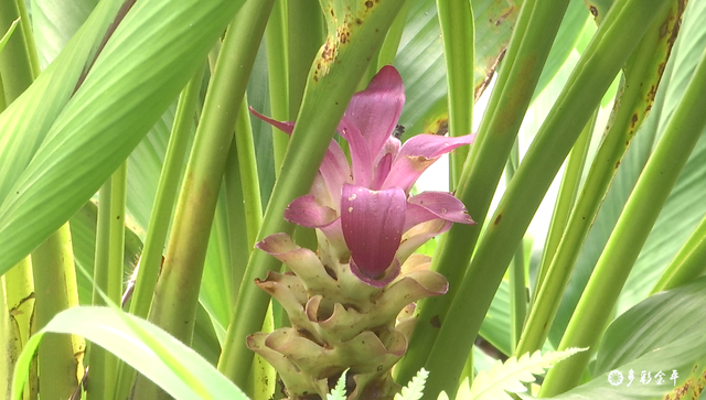 黑心姜的功效与作用，白姜的功效与作用图片（金平：春耕正当时 种姜来致富）