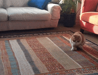 猫寄生虫多的时候猫咪症状，说明体内爬满了“虫子”