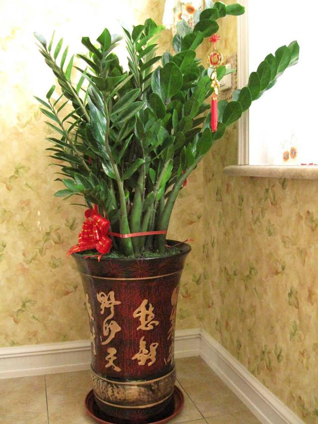 家里养什么植物好，属龙家里养什么植物好（家里一放“转运气”）