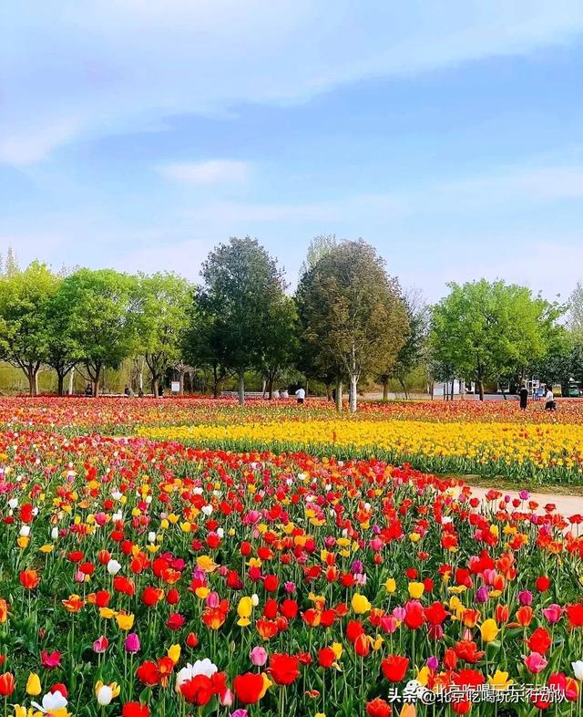 北京郁金香花海旅游攻略，北京最美郁金香和樱花大道