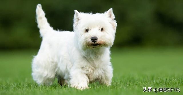 狗狗排行榜之“最可爱”的几种狗，种最可爱的泰迪熊犬种