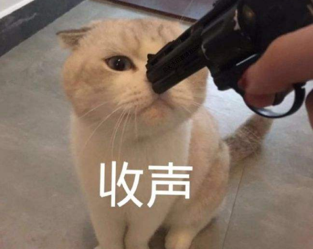 猫的记忆有多久，小猫几个月有记忆（20个养猫冷知识）