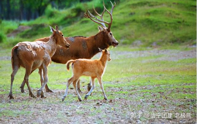 盐城有什么好玩的，盐城十大最好玩的景点是什么（盐城有哪些好玩的地方）