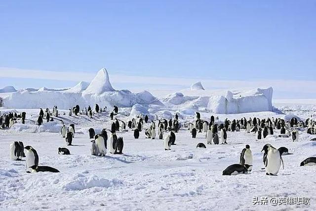 南极常年平均温度是多少，你知道南极平均温度多少吗（企鹅为啥活得有滋有味）