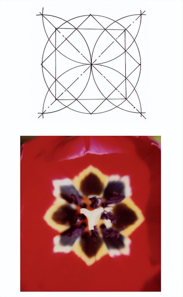 花朵的构造有哪些，花朵的组成结构（暴力拆解花朵的几何结构）