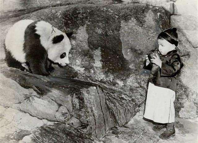 苦奋甘来的动物，十年寒窗将过去，苦奋甘来想荣华指什么生肖（大熊猫是我国的“国宝”）
