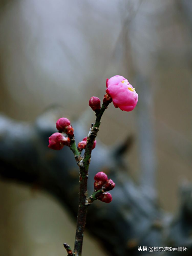 梅花的品质和精神，梅花有哪些特点和品质（梅花寓意中的美好文化内涵）