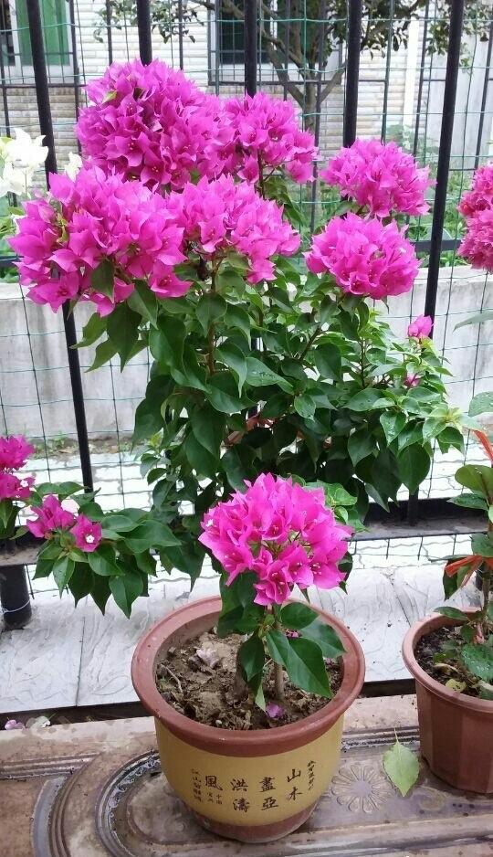 三角梅介绍，粉白蝶三角梅介绍（三角梅界的“贵族”—比芭）