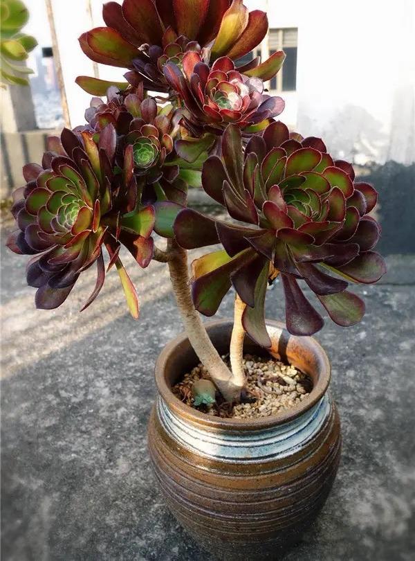 多肉花怎么养，多肉花怎么养才能爆盆（冬天夏天都很美）