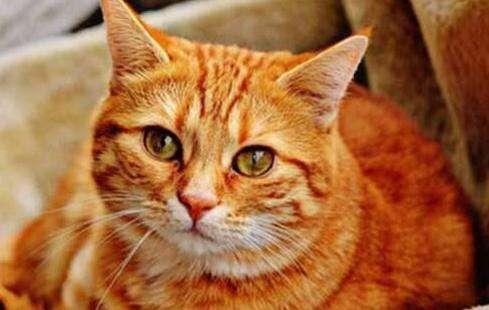 好听的布偶猫高端名字，猫名怎么取比较旺主人（你家猫咪名字有上榜吗）