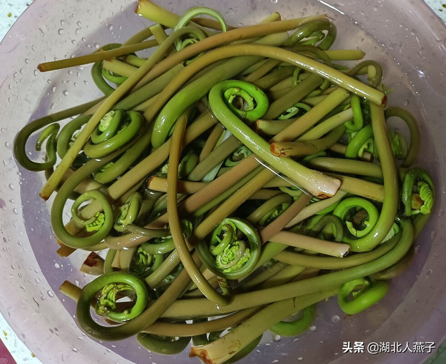 春天能吃的野菜大全，春天都有哪些野菜可以吃（送你63种野菜大图鉴）