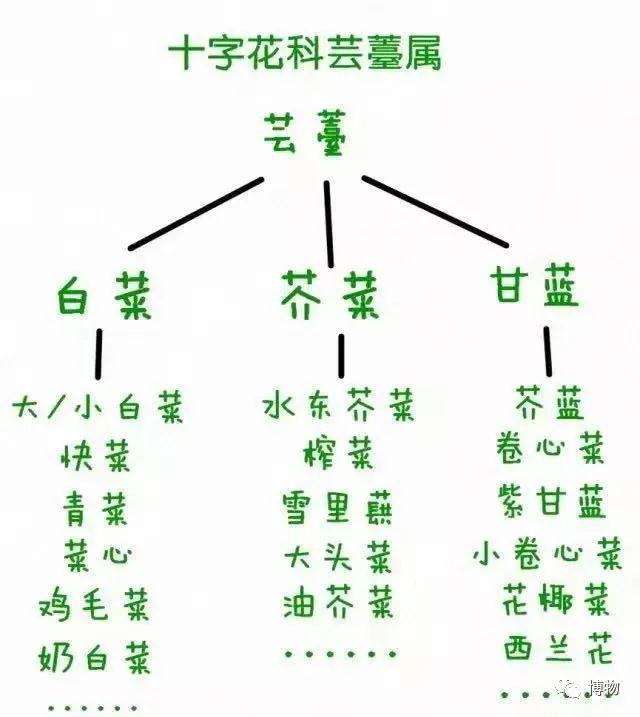 瓢儿白是什么，瓢儿白的学名（油菜、上海青、瓢儿白、鸡毛菜……竟然都是一种菜）