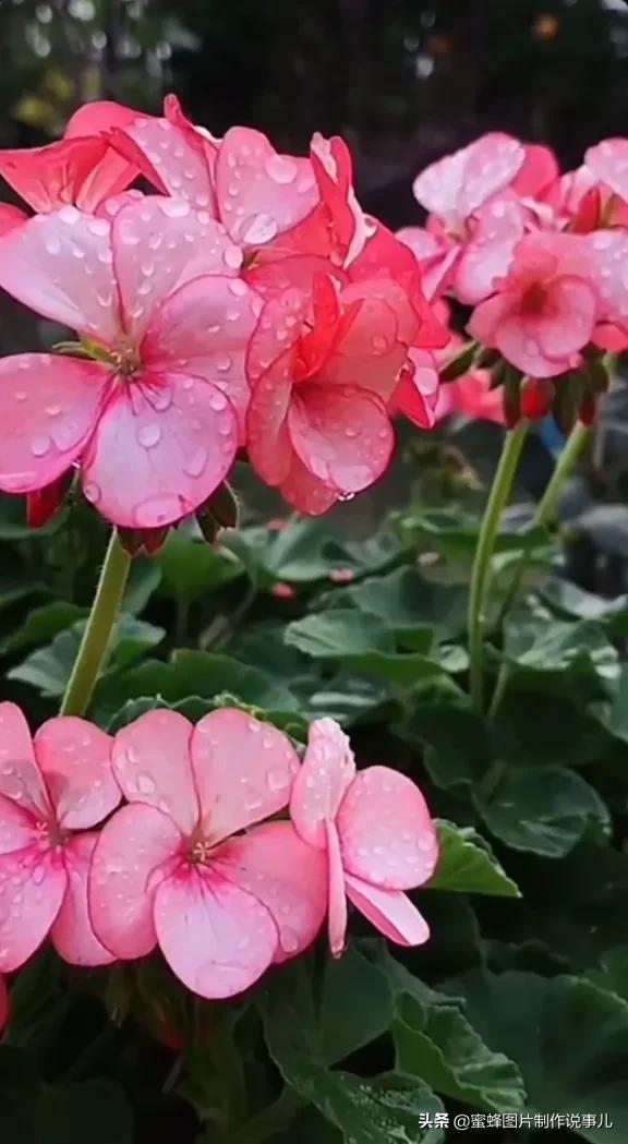 风景美图，风景美图壁纸（鲜花争艳，美景如画，过目不忘）