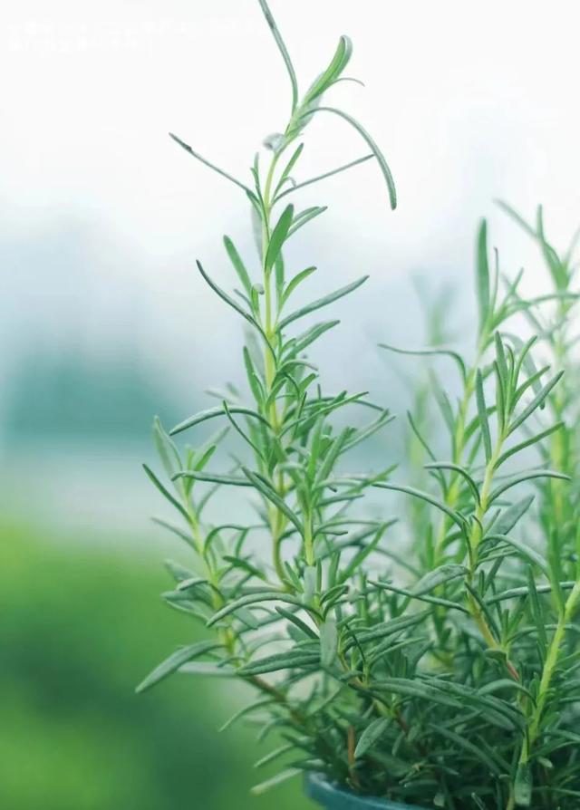 春天开的常见的花，春天开的常见的花图片（超齐全的播种时间表）