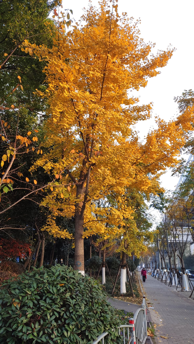 家里适合养什么植物对家庭比较好，家里适合种哪些植物风水好（5种树养在家里有好兆头）