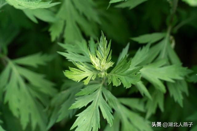 菜图片大全大图，饭店菜谱大全带图片（这43种时令野菜大量生长出来）