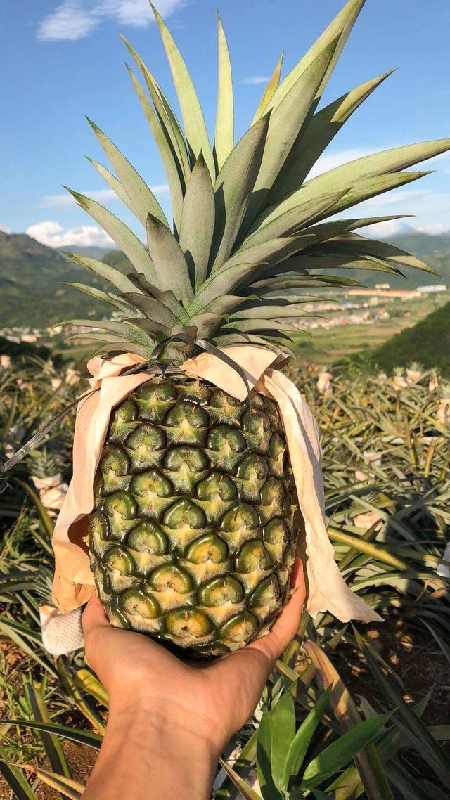 凤梨里面是籽还是虫，凤梨里面的是黑籽还是虫卵（现在还有多少人不知道菠萝和凤梨的关系）