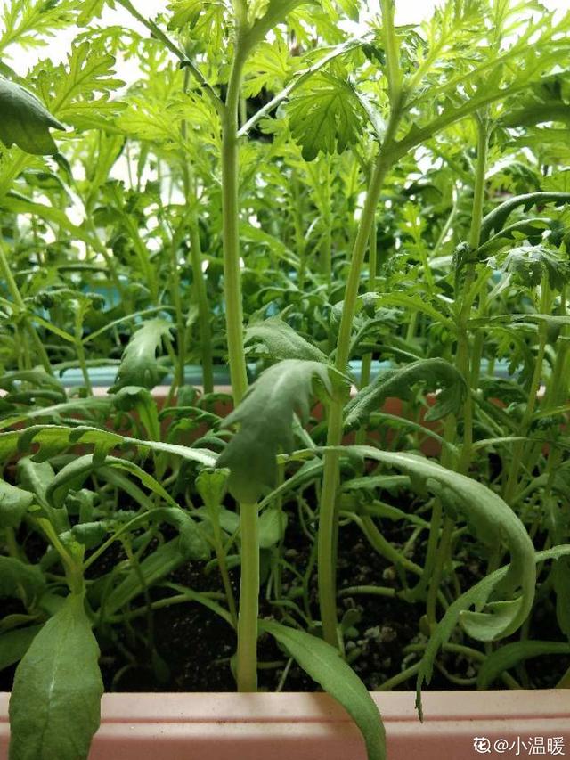 广东人叫做皇帝菜是什么菜，广东人的菜叫什么（被称作“皇帝菜”）