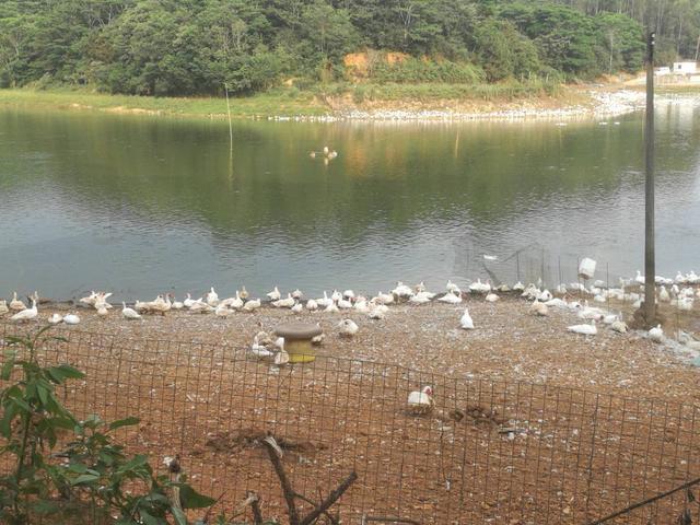 正规的养鸭合作公司，养鸭子赚钱吗（新手养鸭必读）