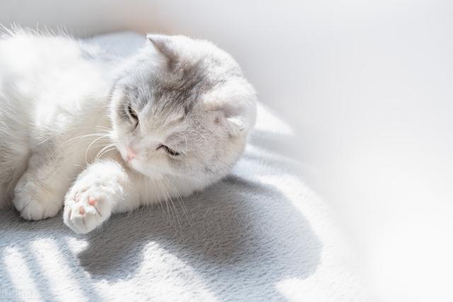 猫咪能吃什么水果，猫咪适合吃什么水果（这些夏季水果）