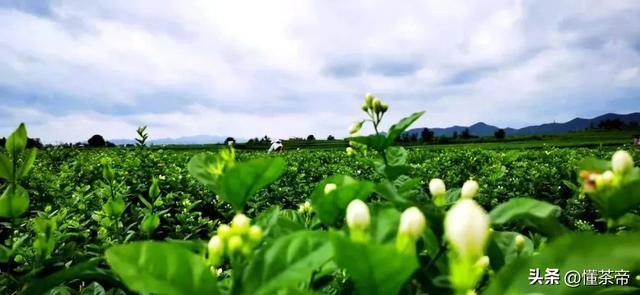 茉莉花茶6种人不要喝，茉莉花茶哪6种人不要喝（看这些爱花茶的名人如何啪啪打脸）