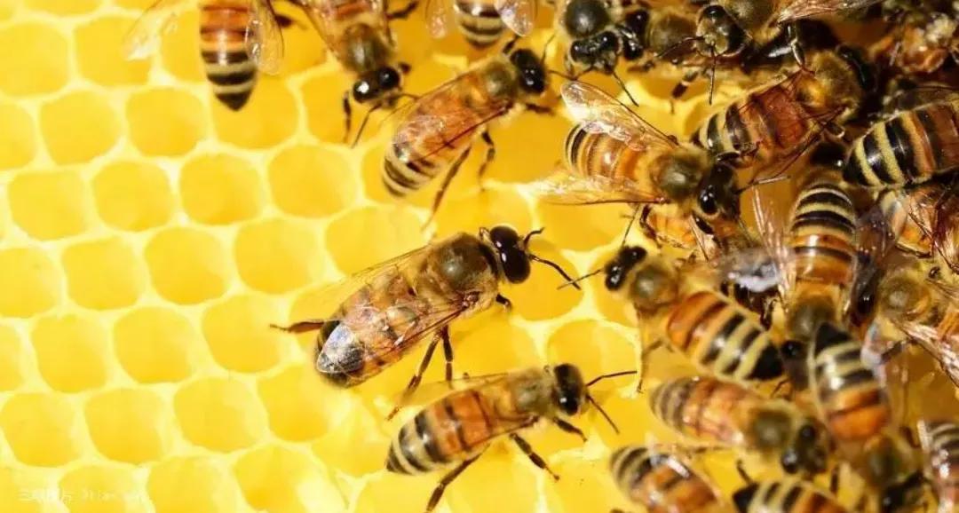 动物界的建筑师，动物界的建筑师是谁呀（动物界的知名建筑大师）