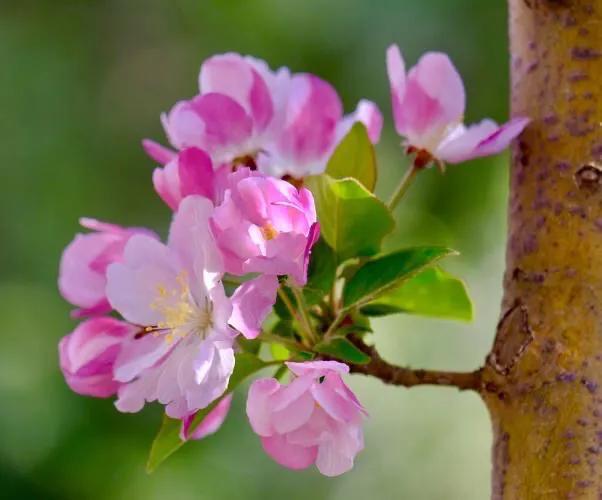 西府海棠图片，西府海棠～花苞胭脂点点（西府海棠）