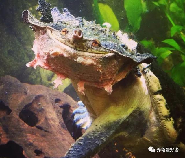 小型宠物狗品种，家养小型宠物狗养什么品种好（这几种小型龟类）