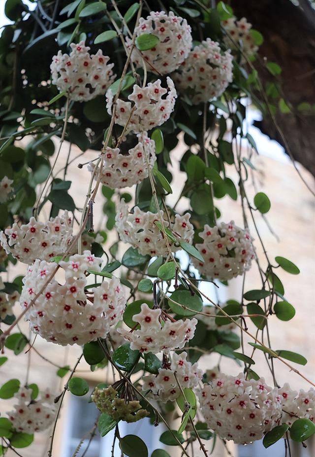 清新花香调香水排行榜，11种“香水花”