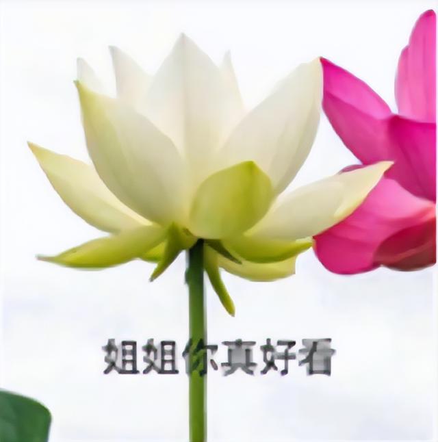 微信头像｜精选朋友圈优质头像，精选优质微信头像大全（头像 ， 朋友圈里最靓的头像）