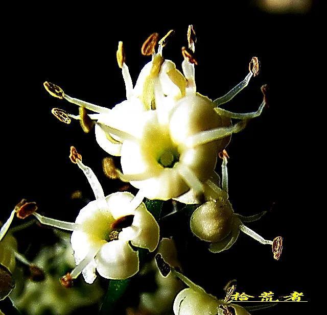 珊瑚树（珊瑚树开花，珊瑚树开花，似动漫画的枪战图（绿珊瑚开花）