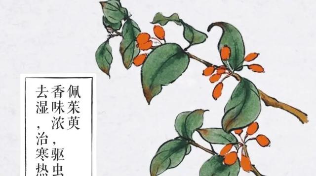 重阳节的过节时间和习俗有什么，网络中国节·重阳节