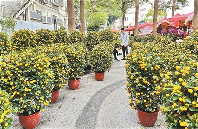 春节习俗之逛花市，春节前逛花市（逛花市、摆年桔这些广式年俗又从何而来）