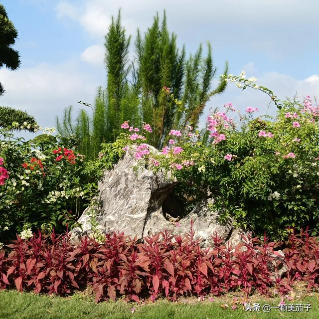 凌霄花花语，凌霄花花语偶然发现的一天（代表慈母之爱的非洲凌霄）