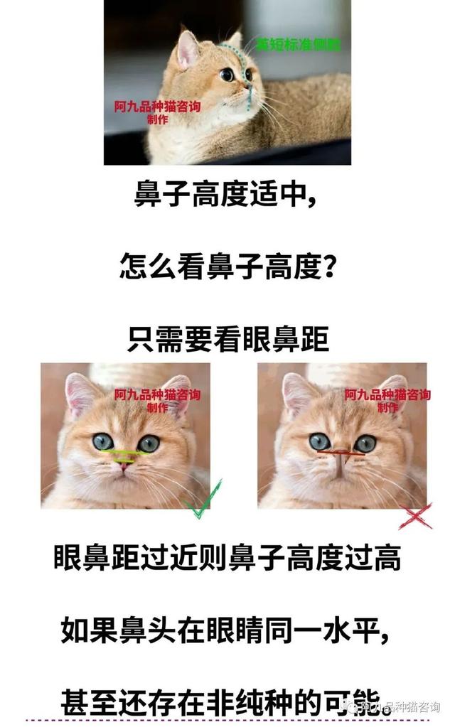 银渐层怎么看品相，银渐层怎样算品相好（银渐层的鼻子没有线条黑）