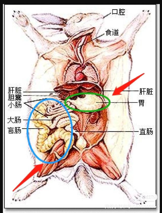 兔子开心的表现，怎么看兔子的情绪（关于我家兔子便秘胀气食欲不振的治愈记录）