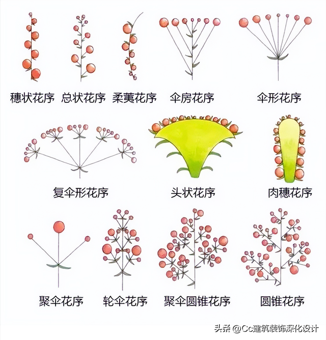 平行脉的主要分类，平行脉的叶子有哪些（超全植物形态图解——珍藏版）