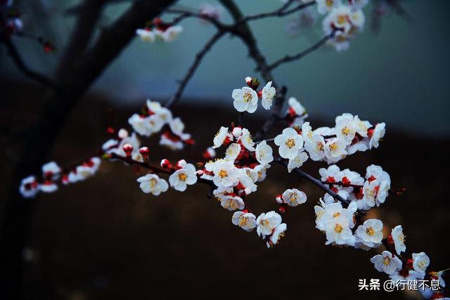 有关杏花的诗句，关于杏花的诗句有哪些（一枝红杏出墙来）