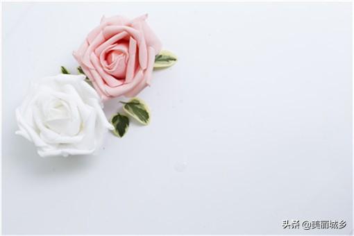 白色玫瑰花代表什么意思，白玫瑰寓意什么（玫瑰各个颜色代表什么）