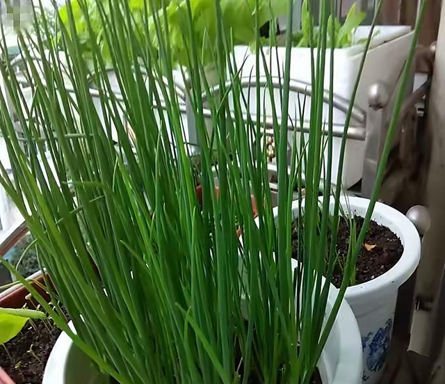 种植小葱技巧，用3个简单的小方法