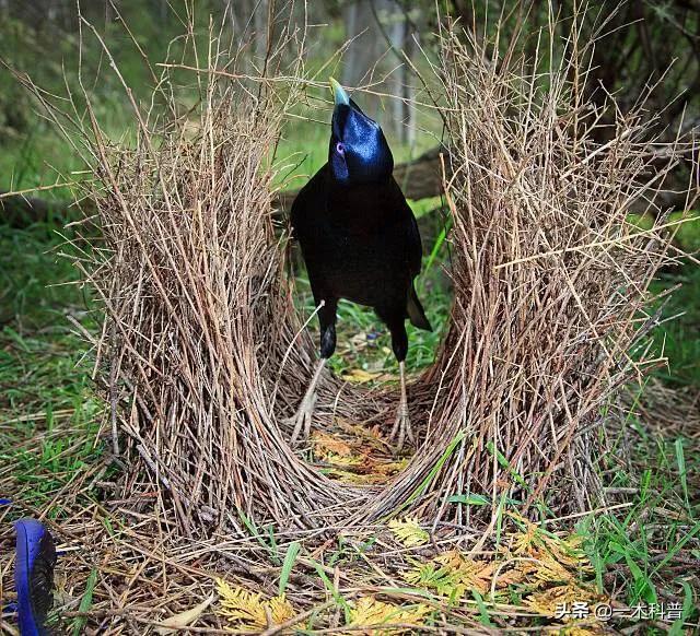 怎样做鸟窝，怎样做鸟窝,怎样用树枝做个鸟窝（下雨天鸟类要如何避雨）