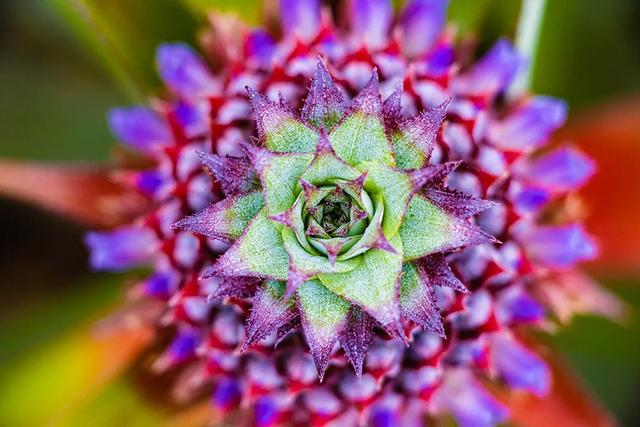 凤梨里面是籽还是虫，凤梨里面的是黑籽还是虫卵（现在还有多少人不知道菠萝和凤梨的关系）