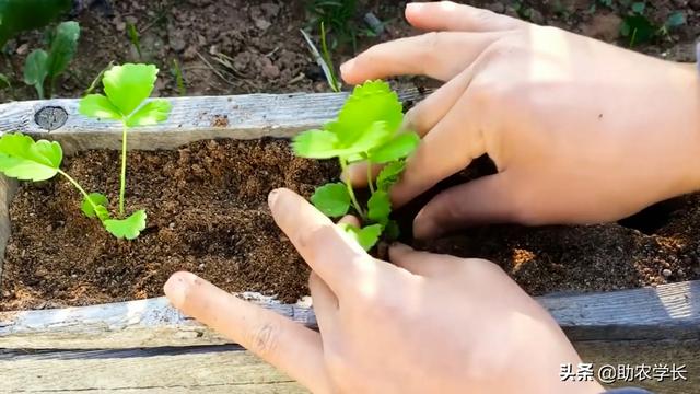 草莓怎么种植方法，秋季草莓种植时间和方法（手把手教你种植草莓）
