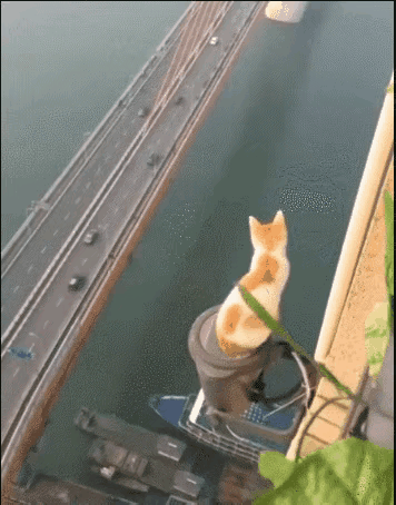 海母和水母区别，海母和水母图片大全（罕见的36张照片）