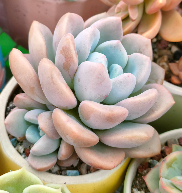 多肉植物怎么种植最合适，养多肉的3个“正确方法”