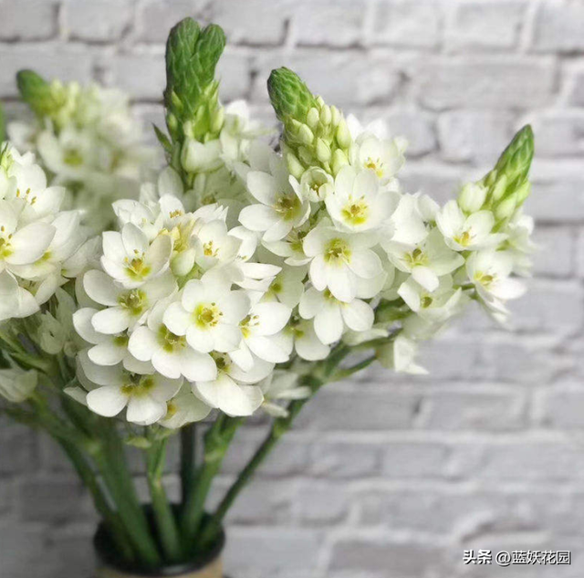 圣心百合的养殖方法和技巧，高端切花素材圣心百合