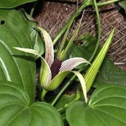 鲜花的花语和花的数目的寓意，鲜花数量的寓意（100种迷人的“数字花”）