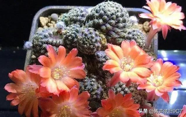 子孙球的风水学应用-子孙球在家居中的作用，子孙球寓意（分享—子孙球开花图片大全）